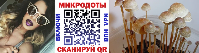 блэк спрут ссылки  Томари  дарк нет телеграм  Галлюциногенные грибы Psilocybine cubensis 